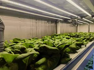 Serre de culture verticale hydroponique automatique Seedafarm contrôlée par PLC, conteneur de 40 pieds pour la culture de légumes, usine de plantes avec pompe - Product Image 3
