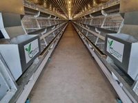Indonésie Philippines 1000 poules, ferme avicole, une porte, un poulet