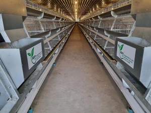 Indonesia Filipinas 1000 Gallinas Granja Avícola Una Puerta Un Gallinero - Product Image 6