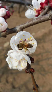 高活力のアプリコットの花粉の大量供給 |   人工授精に特化しており、果実結実率を効果的に向上させます。 - Product Image 2