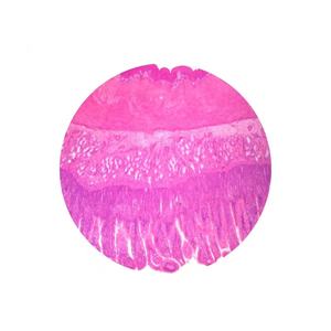 Microscopio deslizante con sistema para el cuidado de la piel, Set de 15 artículos para el cuidado de la piel - Product Image 1