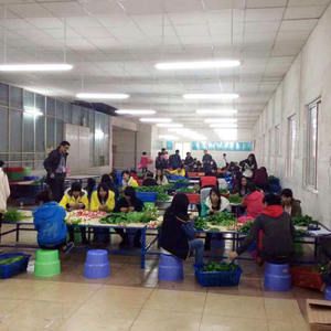 Mini Tulipán Artificial de Tallo Único con Luz LED <span class=keywords><strong>para</strong></span> Graduación y Halloween - Uso Interior/Exterior - Product Image 3