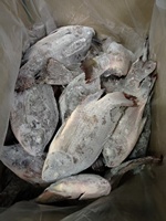Le fournisseur professionnel de la Chine offre des poissons vivants de tilapia noir 80/90/100% du poids net 10 Kg du tilapia congelé en vrac