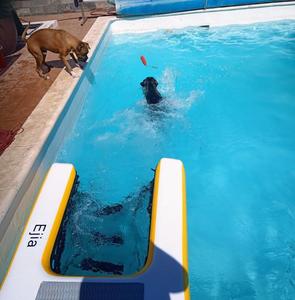 Rampe flottante pliable pour chien, plateforme de jeu gonflable étanche et portable pour animaux de compagnie, idéale pour l'extérieur - Offre spéciale - Product Image 4