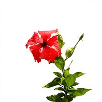 Poudre d'extrait d'hibiscus Rosa-sinensis de haute qualité et à forte teneur 10:1, poudre soluble dans l'eau de fleur d'hibiscus chinois, qualité alimentaire