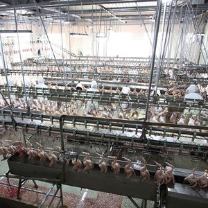 Equipo de Matanza de Aves de Corral de 500 BPH, Máquina de Sacrificio de Pollos, Patos y Gansos para Granjas - Product Image 4