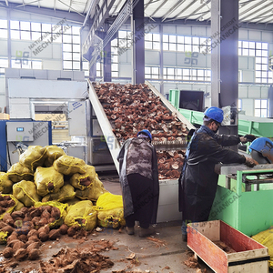 Secador de Banda Continua para Nuez de Areca, Supari, Nuez de <span class=keywords><strong>Betel</strong></span> y Coco - Deshidratador - Product Image 4