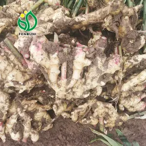 Zenzero fresco 10kg/carton , shandong crop, hanno negozio, vendita calda - Product Image 6