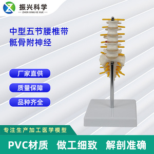 Modèle de colonne vertébrale lombaire et de sacrum en cinq sections de taille moyenne ; modèle de squelette humain pour l'enseignement. - Product Image 5
