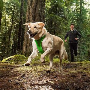 Harnais gilet anti-traction pour chien certifié BSCI, facile à mettre et à enlever, avec laisse et attache de sécurité pour siège auto, personnalisable - Product Image 5