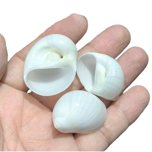 เปลือกหอยทะเลธรรมชาติ Seastar สำหรับตกแต่งตู้ปลา - สีขาวขัดเงาแบบตาแมว ให้สัมผัสเหมือนจริง - Product Image 1