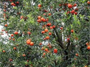 Bon ingrédient Épices à base de plantes Tranches de peau d'<span class=keywords><strong>orange</strong></span> en forme de pièce séchées originales - Product Image 3