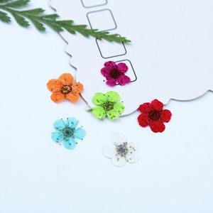 Fleurs séchées naturelles de Mignonnette, fleurs pressées véritables pour bijoux, bougies, cartes, bricolage et résine - Product Image 5