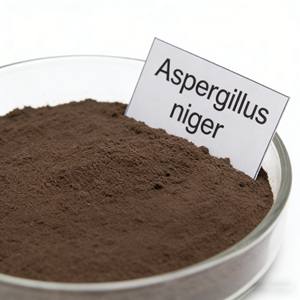 Enzima Solubilizadora de Fosfatos, Aminoácidos de Grado Alimenticio, Resistentes a Altas Temperaturas, Mejoran la Utilización de Nutrientes en los Alimentos, ISO9001 - Product Image 2