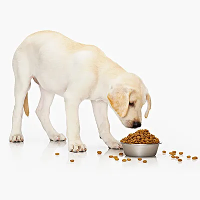 อาหารสุนัขแบบฮาลาลแห้งสำหรับสัตว์เลี้ยงปลอดสารพิษทำให้อาหารสุนัขแมวแห้งเป็นพิเศษ