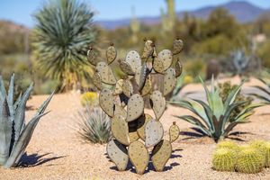 Escultura de Cactus de acero inoxidable para decoración del hogar, estatua personalizada de Arte Moderno de Metal para paisaje al aire libre, tamaño medio - Product Image 6