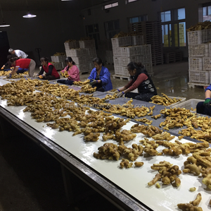 Hot Bán 250G Trưởng Thành Tươi Không Khí Khô Trung Quốc Đặc Điểm Kỹ Thuật Gừng Xuất Khẩu Sang Mỹ Thị Trường - Product Image 6