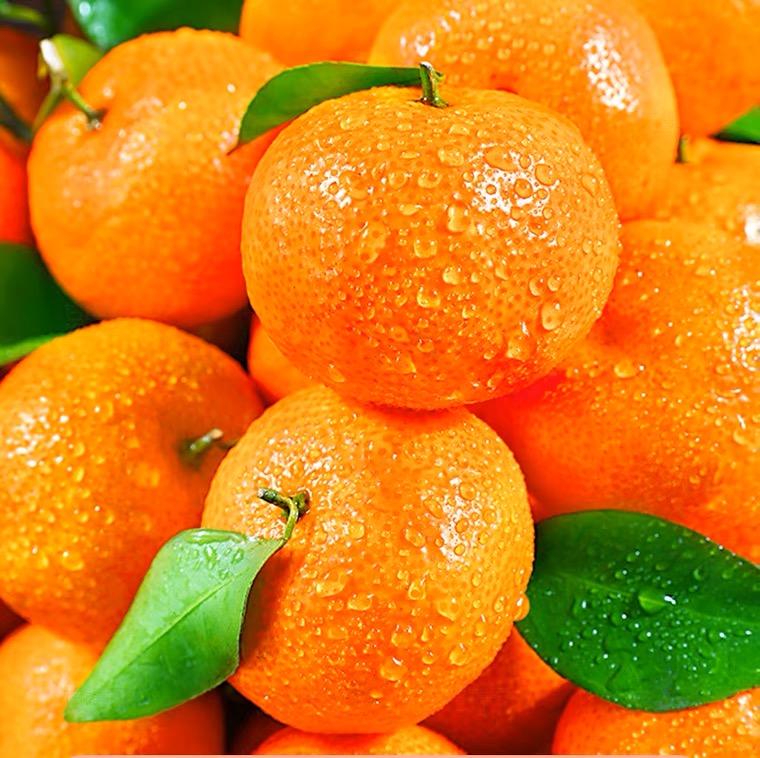 Agrumes frais orange frais disponible toute l'année orange mandarine délicieuse et juteuse