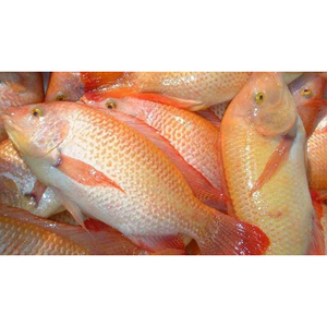 Tilapia Rossa Premium Congelata 600-800g, Tilapia Intera Congelata - Product Image 2
