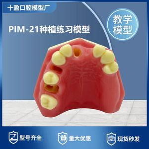 แบบจำลองฟันปลอมชิอิง รุ่น Pim-21 ทำจากเรซิ่น สำหรับฝึกปฏิบัติทางการแพทย์วิทยาศาสตร์ ช่องปากส่วนหนึ่ง - Product Image 5