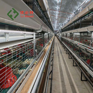 Comedero Automático <span class=keywords><strong>para</strong></span> <span class=keywords><strong>Pollos</strong></span> <span class=keywords><strong>de</strong></span> Alta Eficiencia a Precio Económico, Equipo <span class=keywords><strong>de</strong></span> Avicultura, Jaula <span class=keywords><strong>para</strong></span> <span class=keywords><strong>Pollos</strong></span> <span class=keywords><strong>de</strong></span> Engorde <span class=keywords><strong>para</strong></span> 10000 <span class=keywords><strong>Pollos</strong></span> - Product Image 6