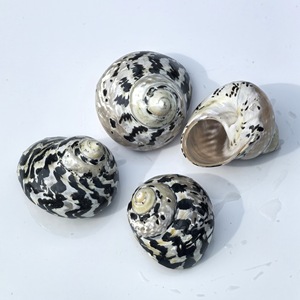 Gepolijst Spoor Seastar Zwarte Diamant Slak Heremietkreeft Vervanging Schelp <span class=keywords><strong>Aquarium</strong></span> Landschapsdecoratie Echte Touch Voor - Product Image 4
