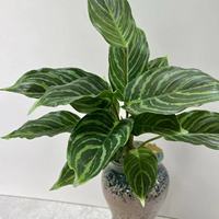 Tanaman Aglaonema Buatan dalam Pot, Daun Hijau Putih Bergaris, untuk Dekorasi Rumah dan Kantor