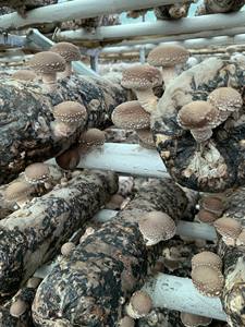 Loto azul, precio barato, gran cantidad de setas shiitake secas, setas de alta calidad, hongos secos, Vietnam 2025 de alta calidad - Product Image 4