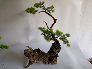 <span class=keywords><strong>Pas</strong></span> <span class=keywords><strong>cher</strong></span> <span class=keywords><strong>aquarium</strong></span> plantes Naturelles - Product Image 2