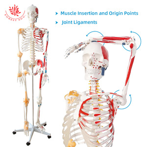 Modèle squelettique humain pour la recherche médicale, avec articulations osseuses, moitié des ligaments et moitié des muscles, modèle médical de 170 cm en taille réelle - Product Image 1