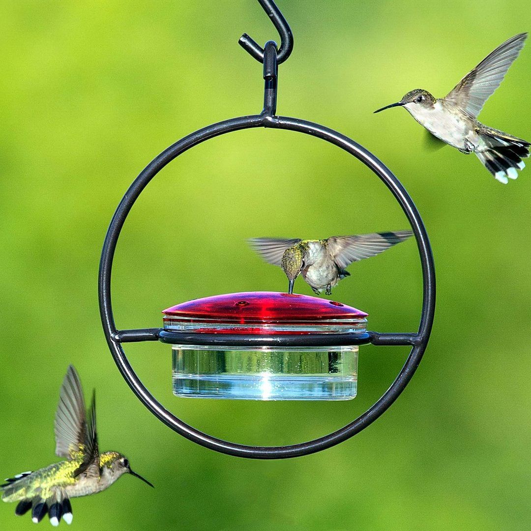 heated hummingbird feeders