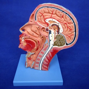 Mô Hình Nửa Đầu Và Não Hai Mặt, Mô Hình Đầu Giải Phẫu Với Cơ Và Tĩnh Mạch - Product Image 5