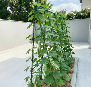 Filet de soutien pour plantes en nylon plastique robuste à double entrée, le plus vendu en gros, pour la glycine, augmentant le rendement, Thaïlande - Product Image 4