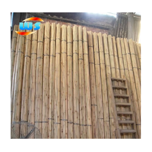 Canna di bambù Tonkin - Product Image 1