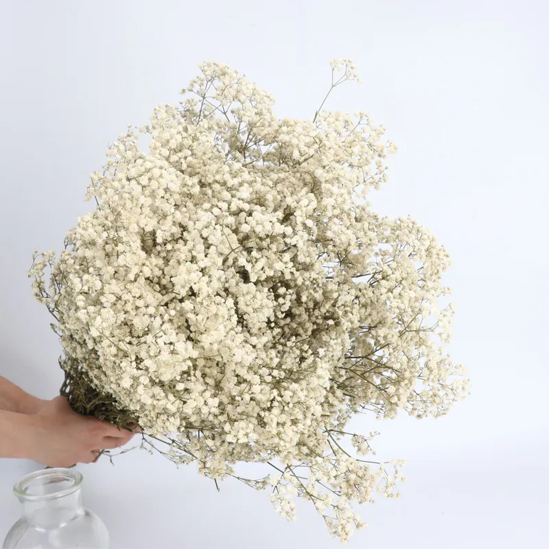 Gypsophila bouquet Preserved babys breath flowers white color dried flowers baby s breathe for wedding or house decoration