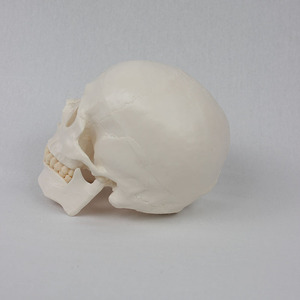 Modelo de Cráneo Ortopédico de PVC DARHMMY - Cráneo Humano Adulto Detallado para Entrenamiento Médico - Product Image 3