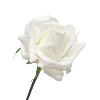 Bouquet de roses en soie à tige unique, branche courte, pour arrangements et décorations, avec toucher hydratant et aspect réaliste, pour la décoration de table de mariage