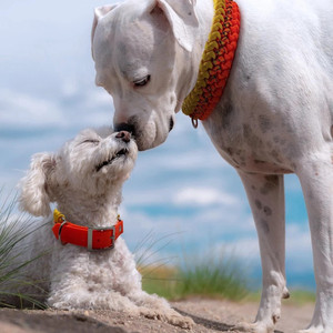 Collier de chien en nylon de haute qualité personnalisé de luxe confortable formation en plein air marche collier pour animaux de compagnie tissé à la main impression de <span class=keywords><strong>parachute</strong></span> - Product Image 3