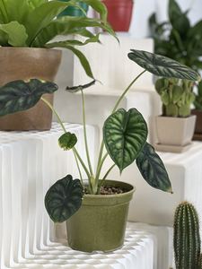 Pioneera Wholesale 16cm Durable Grower <strong>Pots</strong> <strong>Plant</strong> Fiber Rice Husk Eco Friendly Planter <strong>Biodegradable</strong> Planting <strong>Pots</strong> Grower <strong>Pots</strong> - Product Image 3