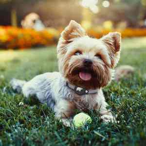 <span class=keywords><strong>Collar</strong></span> Localizador de Mascotas Ajustable y Reflectante, <span class=keywords><strong>Collar</strong></span> de Seguridad para Mascotas Personalizado con Hebilla de Metal y Cinta Elástica para Animales Pequeños - Product Image 4