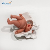 Modelo de Pelvis Femenina con Muñeca de Feto, Modelo de Demostración de Parto Obstétrico para Enseñanza de Obstetricia, CE/ISO/ROHS/CNAS