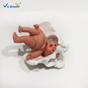 Modèle de bassin féminin avec poupée fœtale, modèle de démonstration d'accouchement obstétrical pour l'enseignement de la sage-femme CE/ISO/ROHS/CNAS - Product Image 3