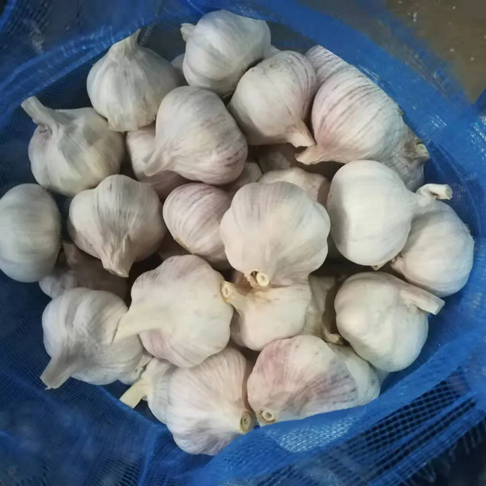 中国の新鮮なニンニク最適なニンニク通常の白いニンニク輸入用