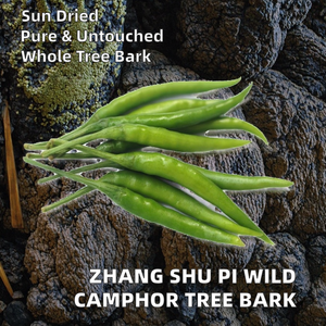 เปลือก<span class=keywords><strong>ต้น</strong></span>การบูรแห้งธรรมชาติจากฝูเจี้ยน ยี่ห้อจางชูปี้ สำหรับใช้เป็นสมุนไพร - Product Image 2