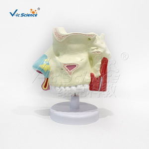 แบบจำลองกายวิภาคโพรงจมูก VIC-R021B แบบจำลองโพรงจมูกขยายขนาด แบบจำลองระบบทางเดินหายใจ - Product Image 2