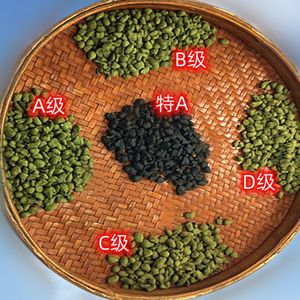 Tè Oolong di Ginseng cinese <span class=keywords><strong>Tai</strong></span> wan di alta montagna - Product Image 2