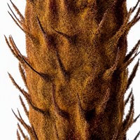 Palmier Sago Artificiel pour Décoration Intérieure, Plante Cycad Artificielle de Diverses Tailles pour Hôtels, Centres Commerciaux et Aménagements Paysagers - Vente en Gros en Ligne