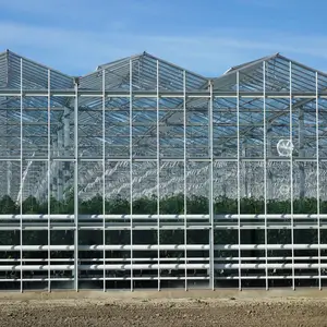 Serre en verre à structure en acier pour l'agriculture