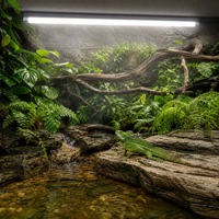 Tube fluorescent Lucky Herp T5 8W UVB5.0, économie d'énergie, respectueux de l'environnement, lumière naturelle pour reptiles et amphibiens, 12 pouces, 7000-8000K, 8000 heures, CRI