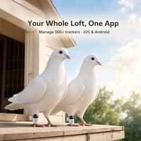 Traceur GPS OEM en temps réel pour pigeons, suivi des vols en extérieur, bagues de positionnement pour pattes, 2,2g, Bluetooth, WiFi, batterie 1 an